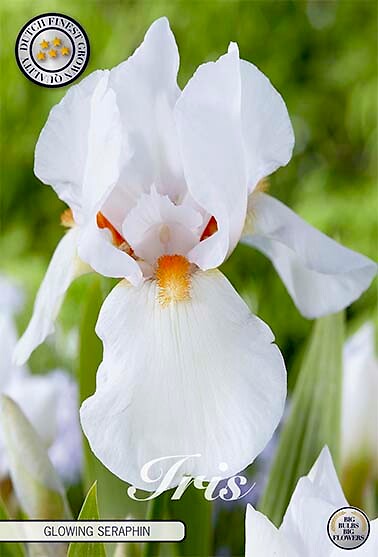 Iris Germanica Glowing Seraphin