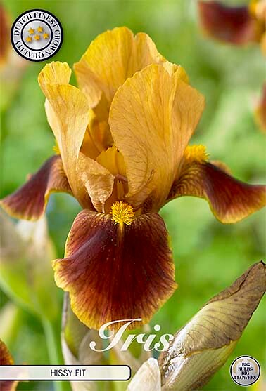 Iris Germanica Hissy Fit