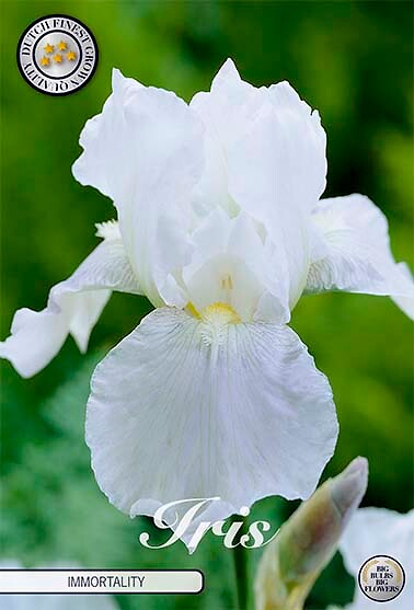 Iris Germanica Immortality