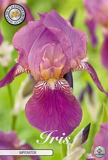 Iris Germanica Imperator