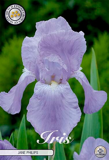 Iris Germanica Jane Philips