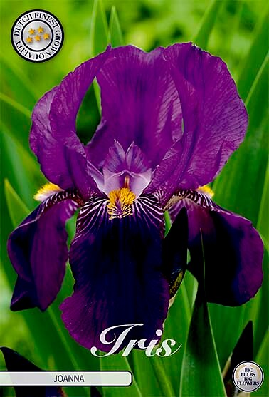 Iris Germanica Joanna