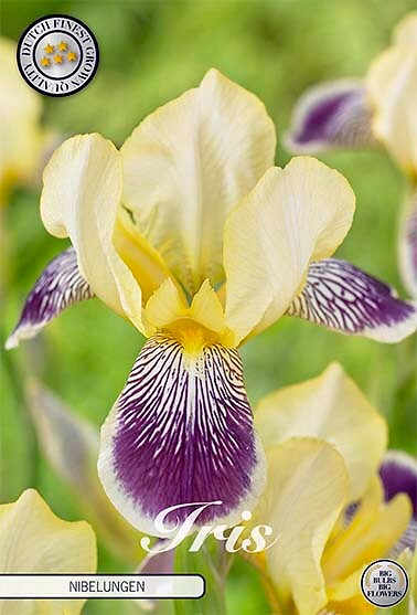 Iris Germanica Nibelungen