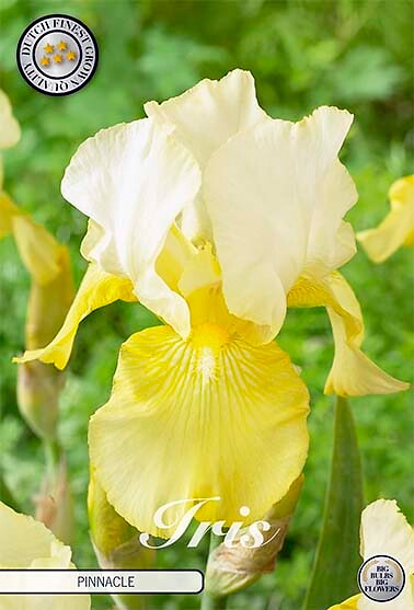 Iris Germanica Pinnacle