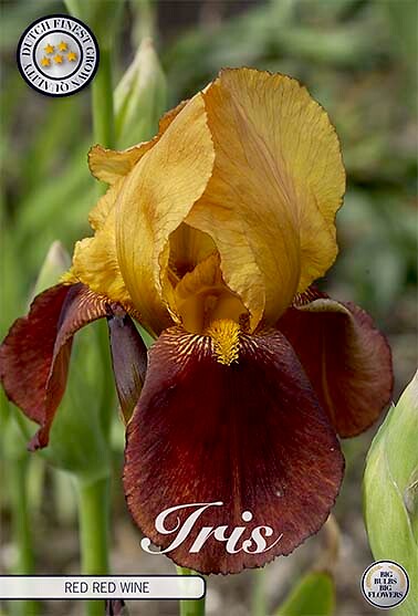 Iris Germanica Red Red Wine