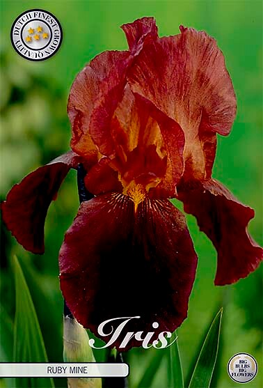 Iris Germanica Ruby Mine