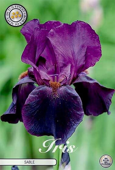 Iris Germanica Sable