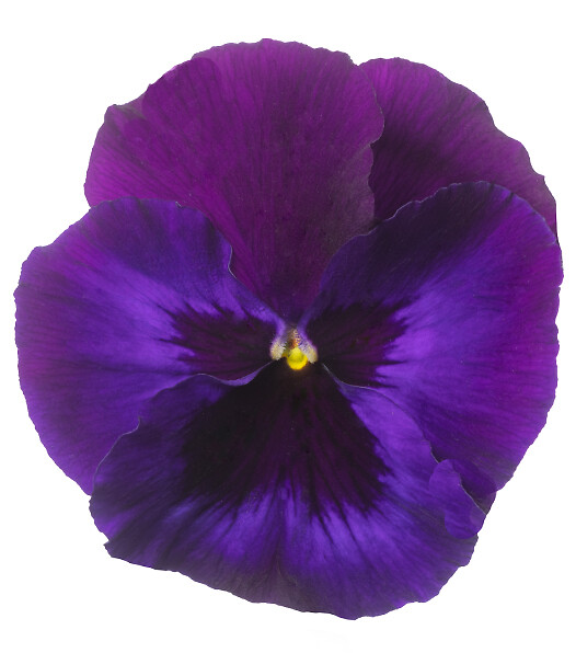 Viola wittrockiana Delta® Pro Neon Violet