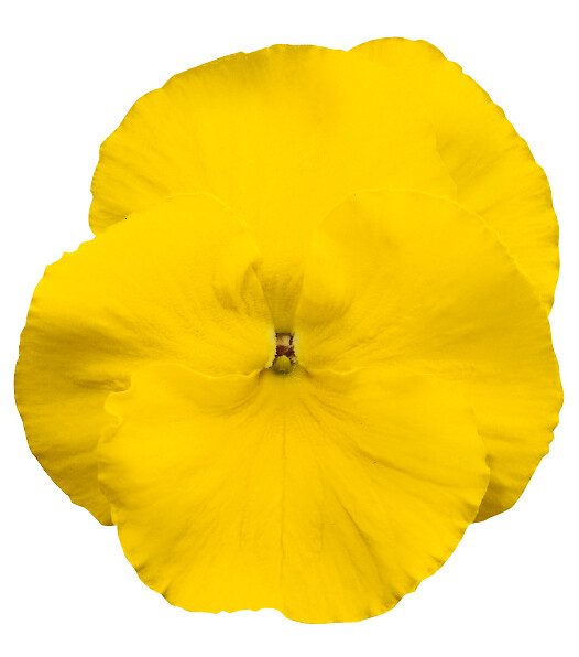 Viola wittrockiana Delta® Pro Clear Yellow