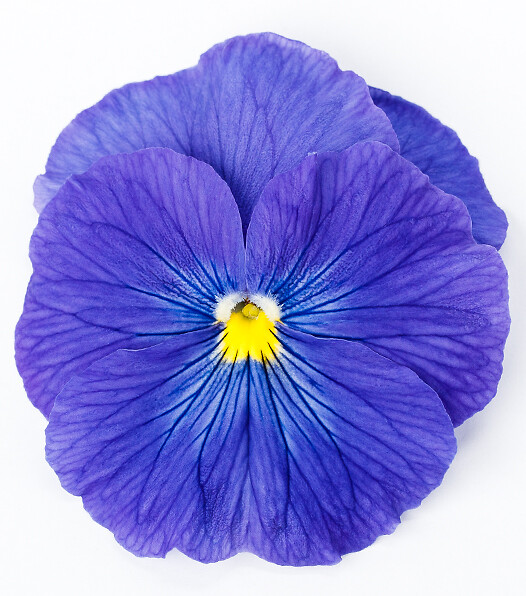 Viola wittrockiana Delta® Pro True Blue