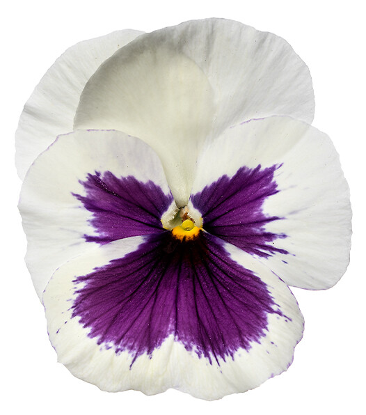 Viola wittrockiana Delta® Pro White With Blotch