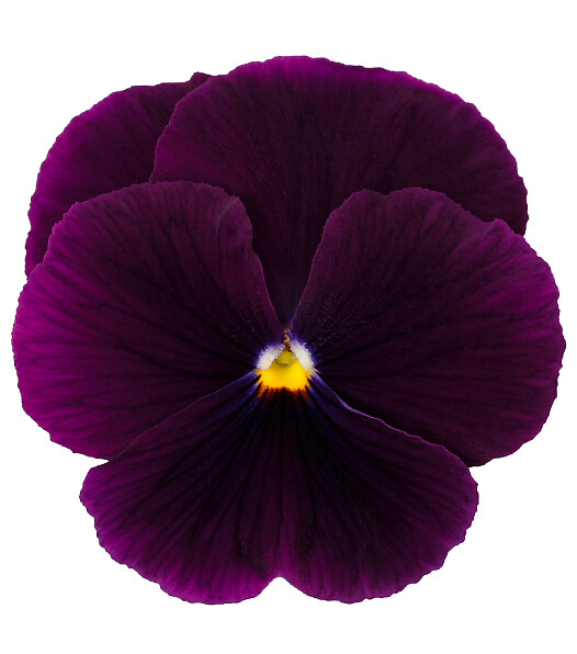 Viola wittrockiana Delta® Pro Clear Violet