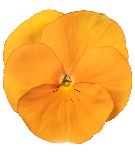 Viola wittrockiana Delta® Pro Clear Orange