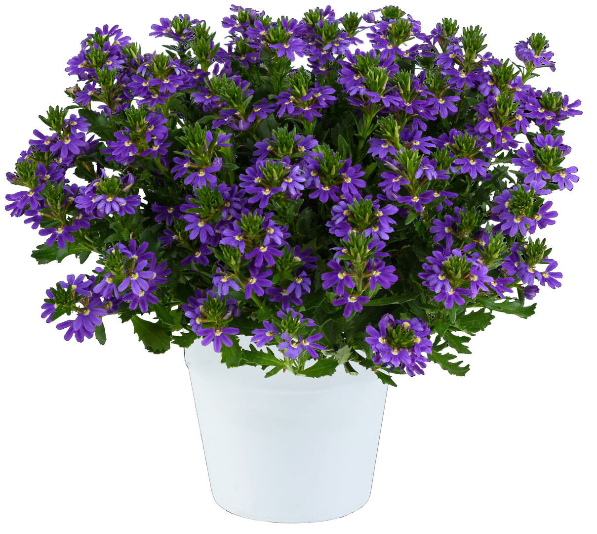 Scaevola aemula Indigo Touch™