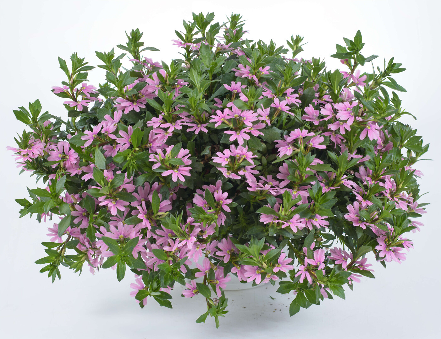 Scaevola aemula Tongue Pink