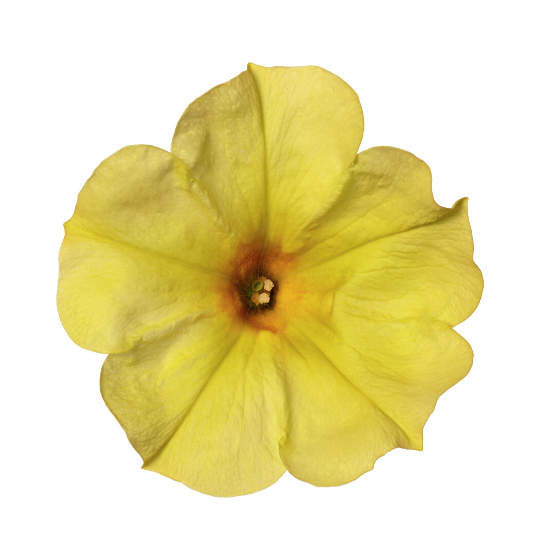 Petunia hybrid Sanguna® Banana Candy