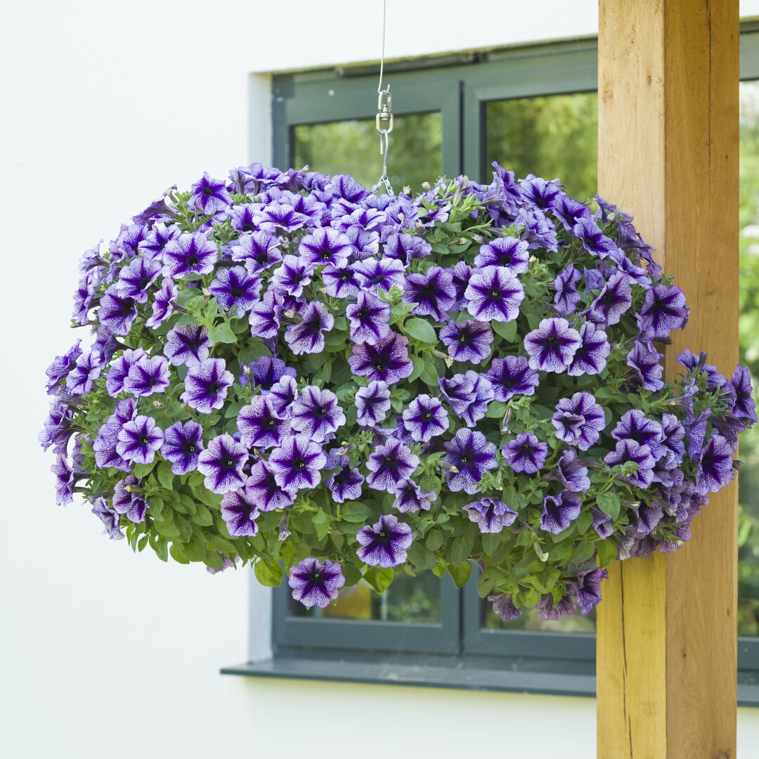 Petunia hybrid Designer Royal Lace
