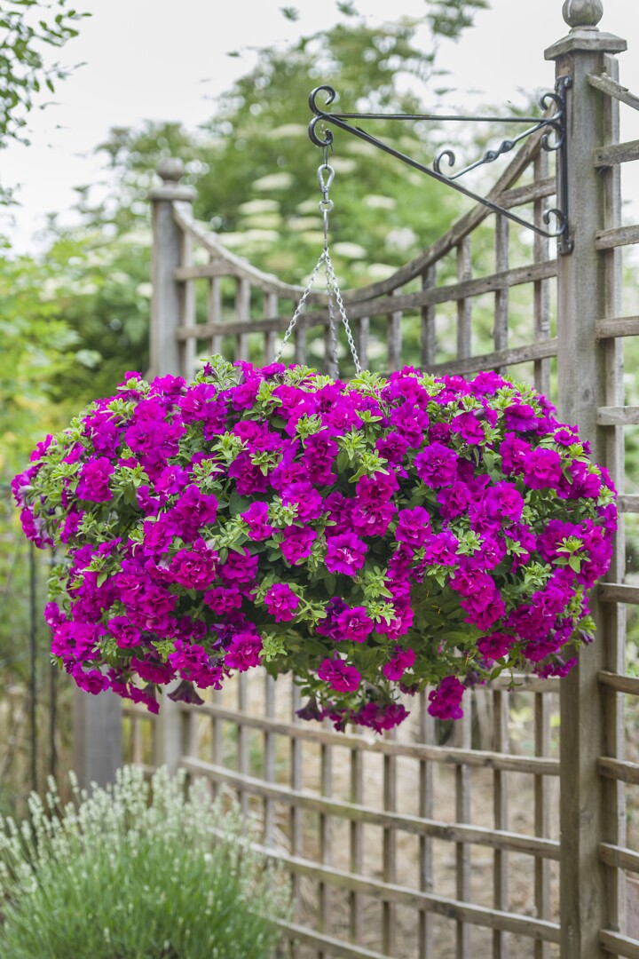 Petunia hybrid Tumbelina® Savanna