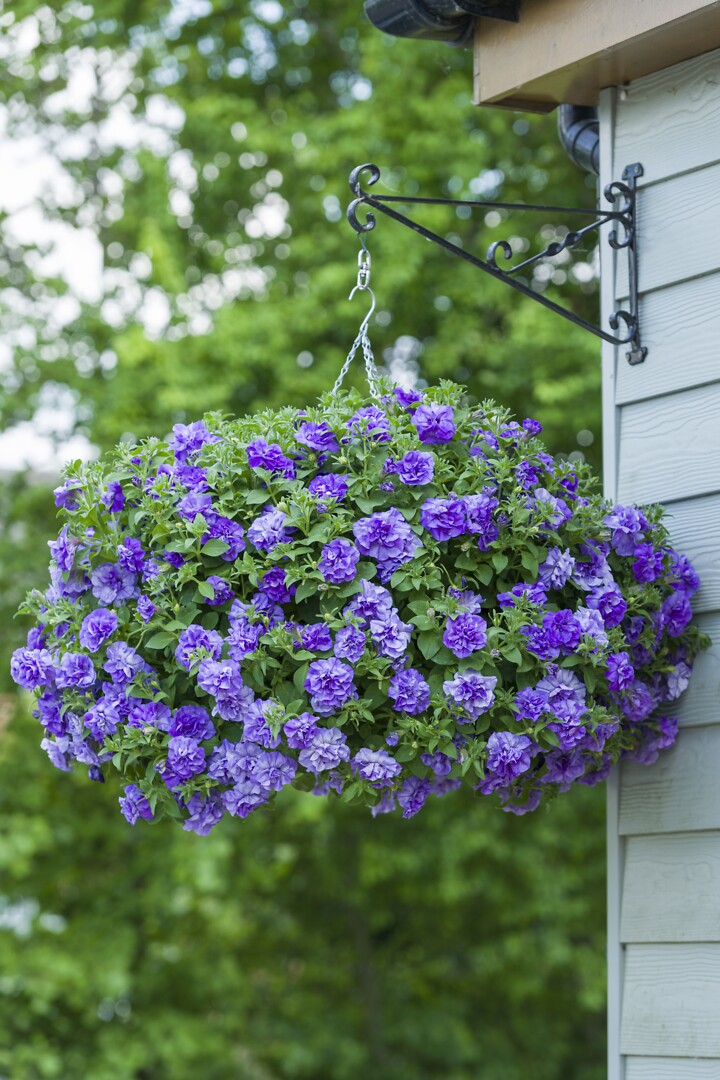 Petunia hybrid Tumbelina® Compact Sophia