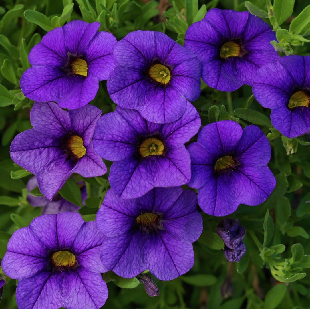 Calibrachoa Callie® Dark Blue