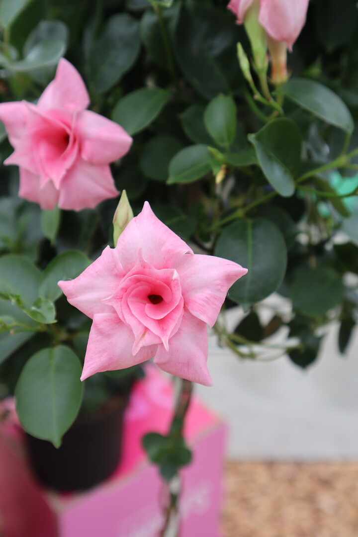 Mandevilla sanderi Sundaville® Double Blush Pink