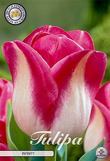 Tulipa Triumph Infinity