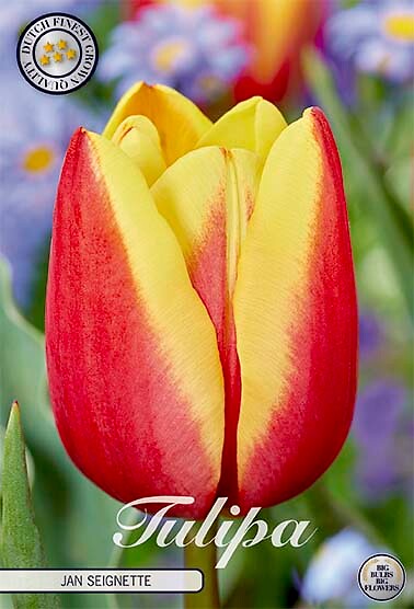 Tulipa Triumph Jan Seignette