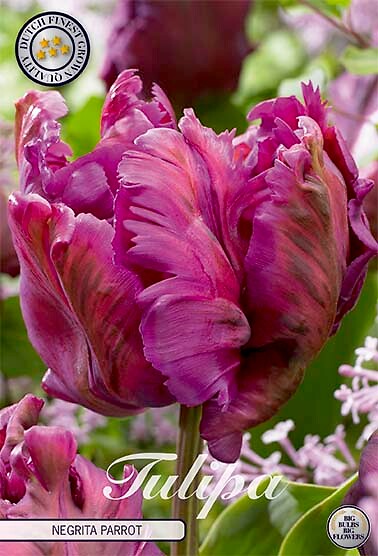 Tulipa Parrot Negrita Parrot