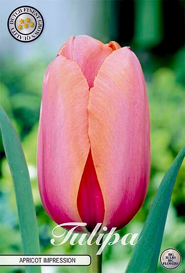 Tulipa Darwin Apricot Impression