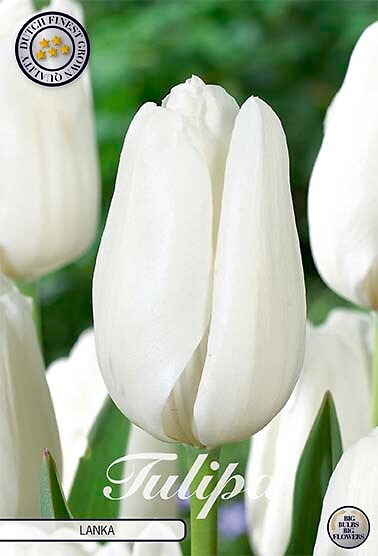 Tulipa Darwin Lanka