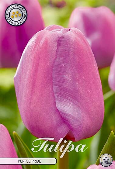 Tulipa Darwin Purple Pride