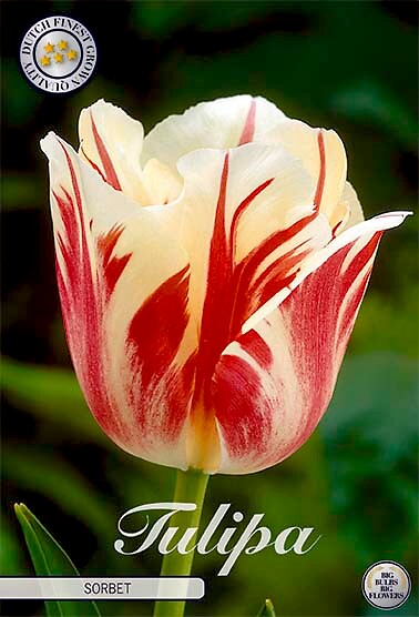 Tulipa Single Late Sorbet