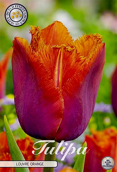 Tulipa Fringed Louvre Orange