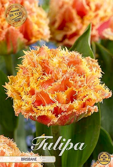 Tulipa Fringed Double Brisbane