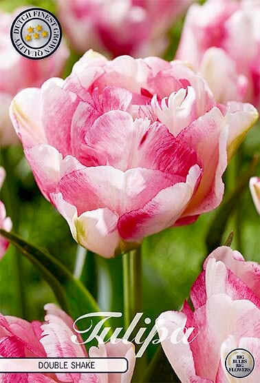 Tulipa Double Late Shake