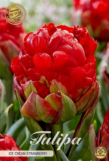 Tulipa Double Late Ice Cream Strawberry