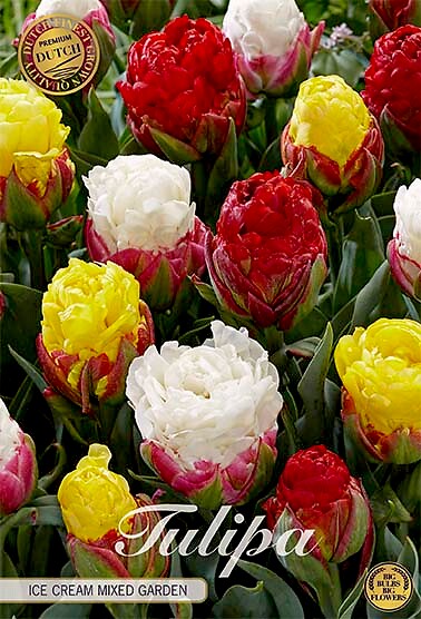 Tulipa Double Late Ice Cream Garden