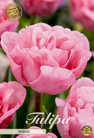 Tulipa Double Late Mariage