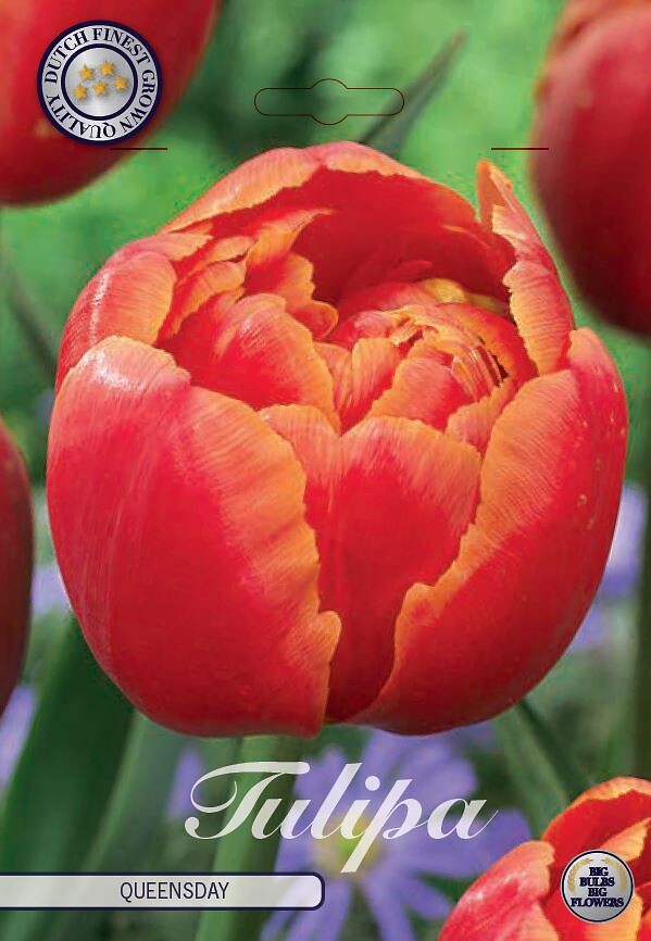 Tulipa Double Late Queensday