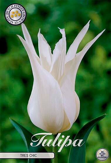 Tulipa Lilyflowering Tres Chic