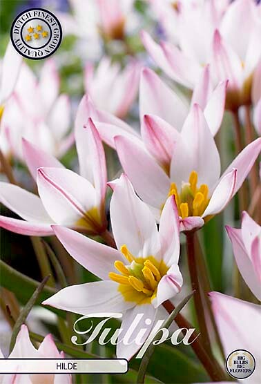 Tulipa Hilde