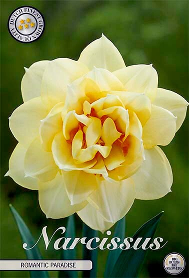 Narcissus Double Romantic Paradise