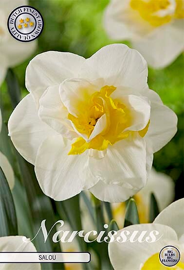 Narcissus Double Salou