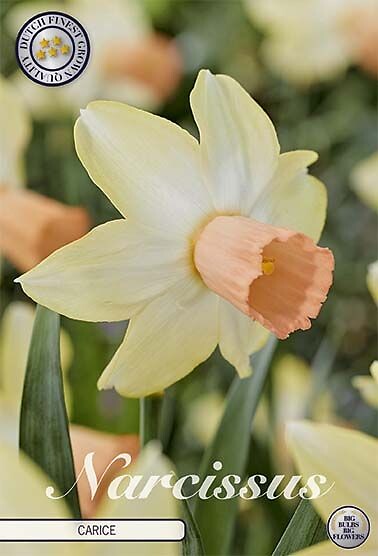 Narcissus  cyclamineus Carice