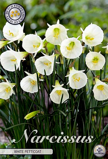 Narcissus Triandrus White Petticoat