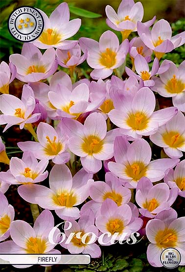Crocus Chrysanthus Sieberi Firefly