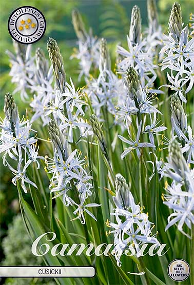 Camassia Cusickii