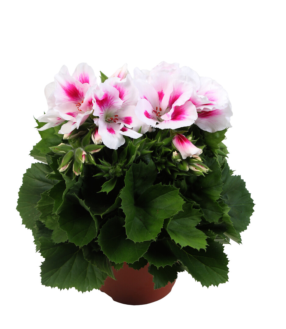 Pelargonium domesticum Elegance Belinda