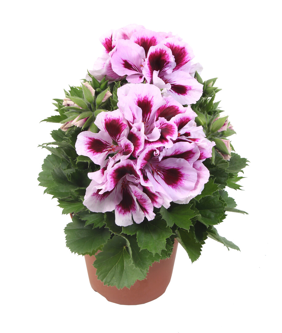 Pelargonium domesticum Elegance Emma