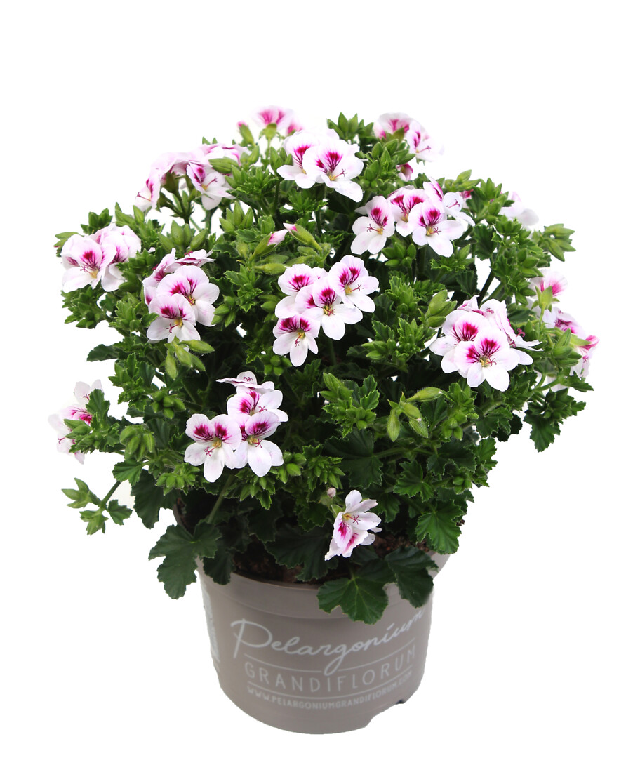 Pelargonium domesticum Angel Sky